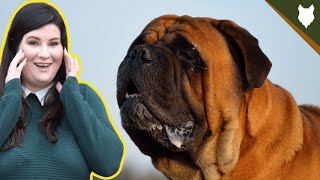 BULLMASTIFF HEALTH AND LIFE EXPECTANCY