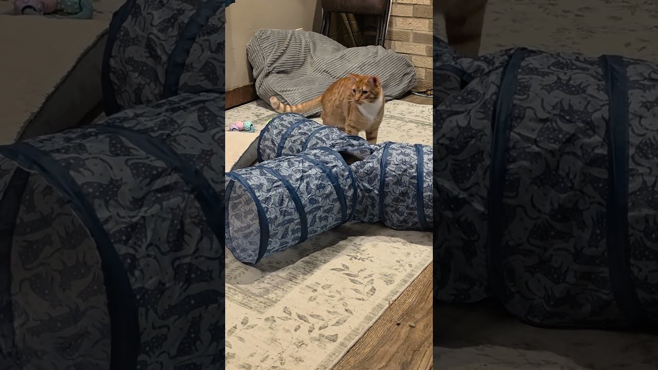 This orange cat is full of energy! Ginger cat chaos! 