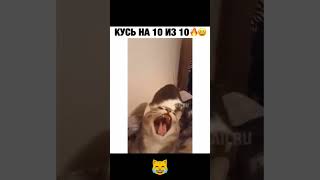 Кусь или Мега Кусь #кот #cat #viralshorts #shorts #приколы #смех #мемы