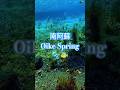 GOAT Japanese underwater oike spring #underwater #水中撮影 🫧🐠🫧🐠