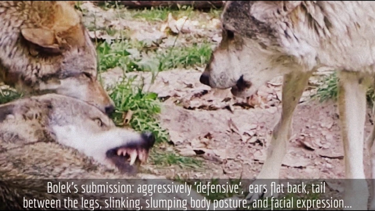 Wolf pack submission hierarchy Dominanzverhalten Wölfe, loups, オオカミ