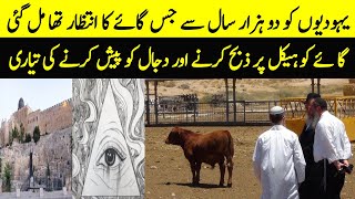 یہودیوں کی دو ہزار سال سے جس گائے کی تلاش تھی وہ مل گئی  | Limelight Studio