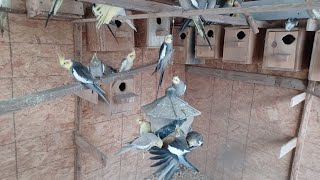 Lovebirds Budgie's cockatiels n diamond doves/ Update from my last bird video