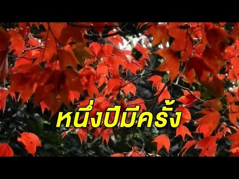 วีดีโอ: เมเปิ้ลใบเถ้า (26 ภาพ): วิธีกำจัดเมเปิ้ลอเมริกัน? คำอธิบายของใบของต้นไม้ เมเปิ้ลฟลามิงโกและพันธุ์อื่นๆ เขามีลักษณะอย่างไร?