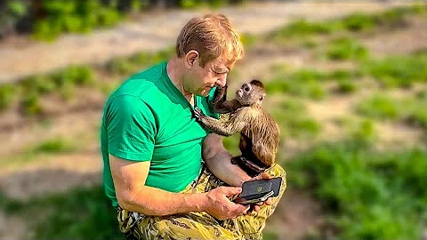 Вы полюбите этого капуцина ВСЕМ СЕРДЦЕМ, он такой милый и умный)))