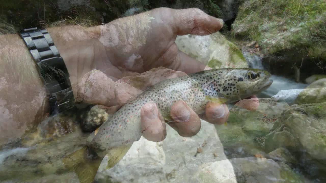peche truite grenoble