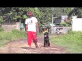 Basic Dog Obedience - Rottweiler | Dog Training in Long Island, NY and Cebu, PH Basic Dog Obedience - Rottweiler | Dog Training in Long Island, NY and Cebu, PH