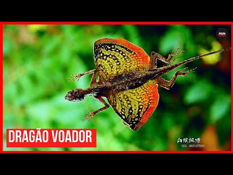 Vídeo: Draco volans são reais?