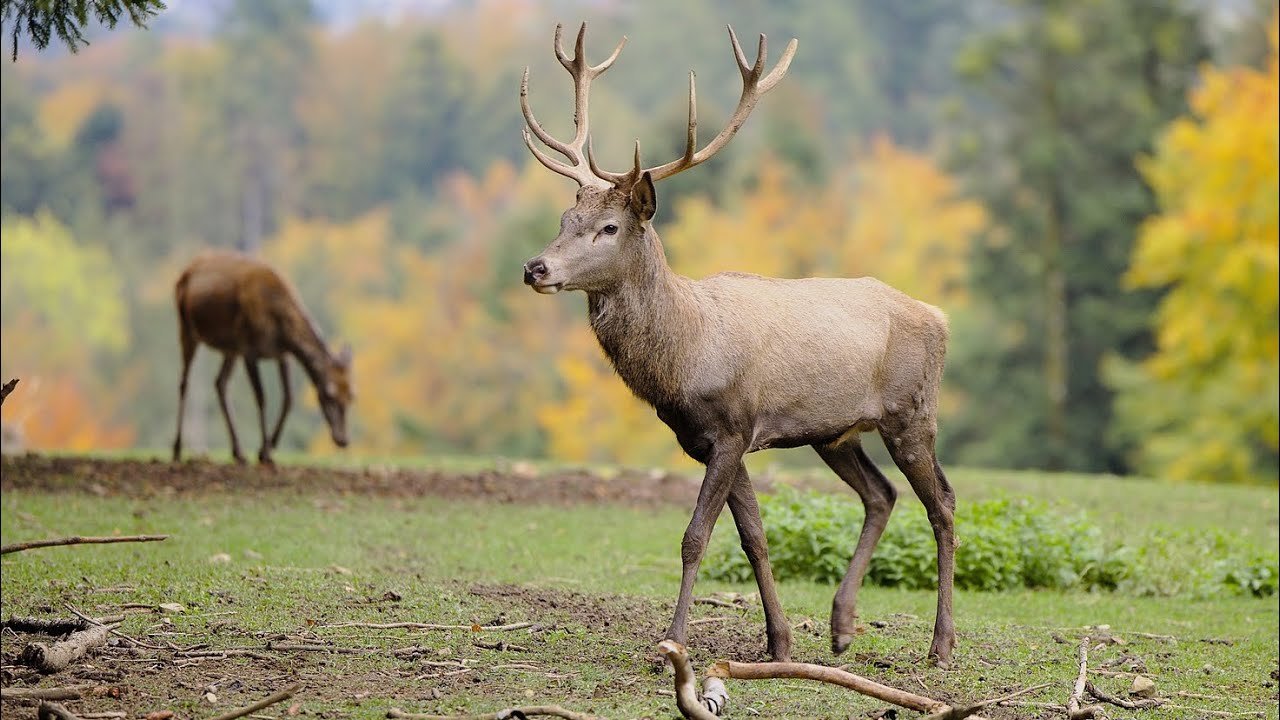 Deer 🦌 forest nature 4k animals documentary wild animals deer 🦌 YouTube