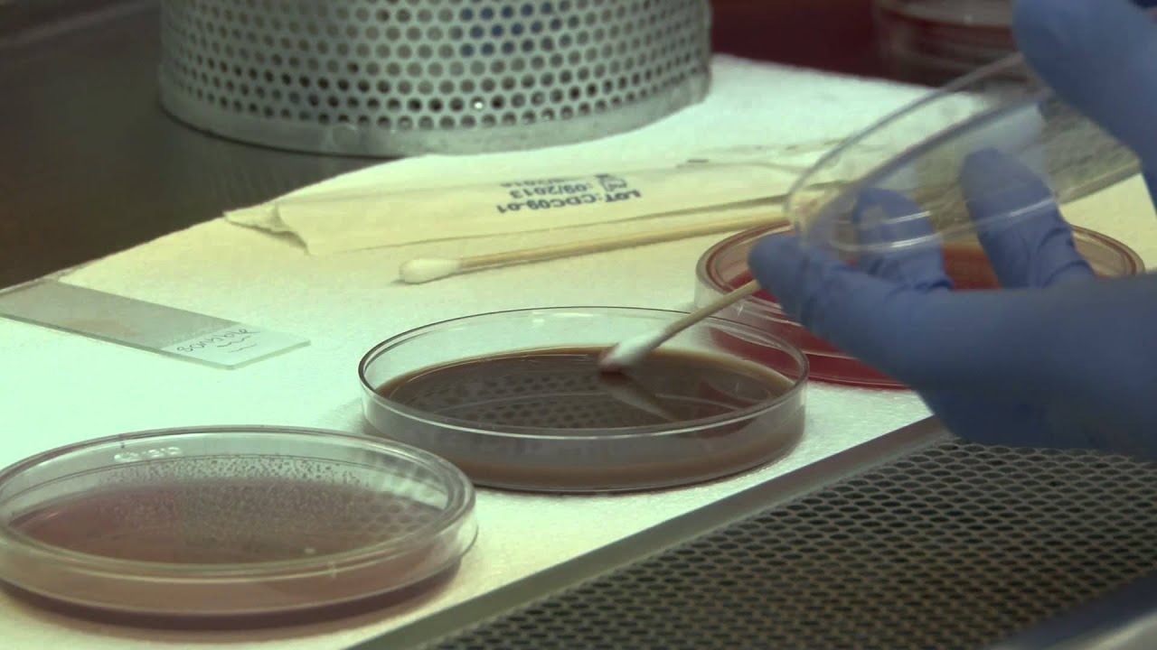 Carolina College Medical Laboratory Science