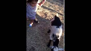 Baby A Goat