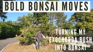 Turning Exochorda Bush into Bonsai