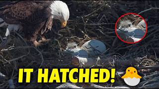 IT HATCHED! Look at that Adorable Fluffy Little Head 😍