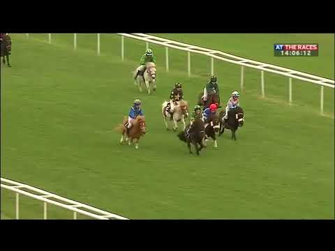 Video: Welsh Pony