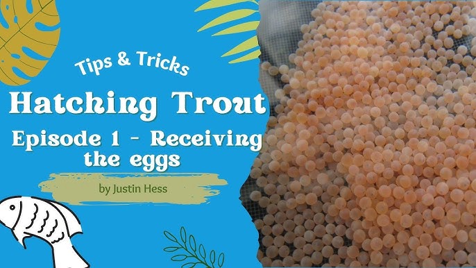 Trout in the Classroom - Trout Eggs-cc 