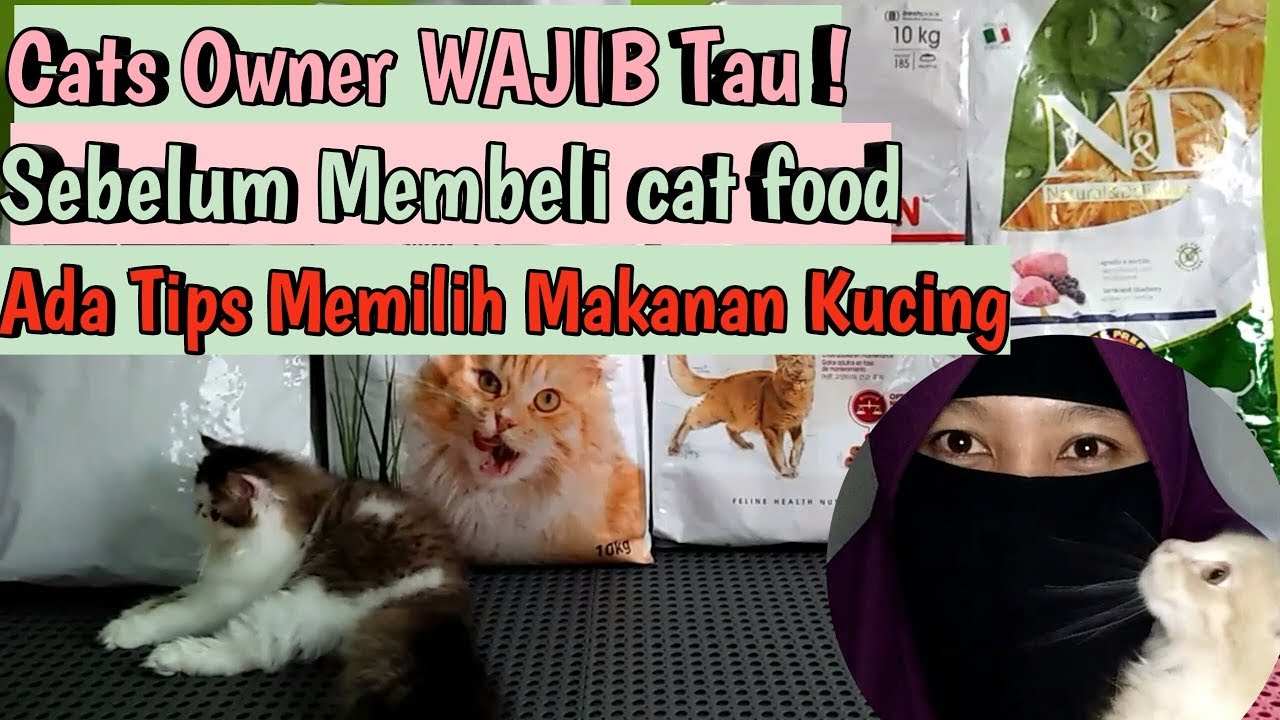  Tips  Memilih Makanan Kucing Membeli  cat  food terbaik 