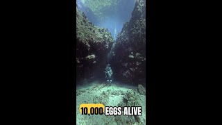 Scientists Found Thousands of Living Eggs Inside an Underwater Volcano #Shorts