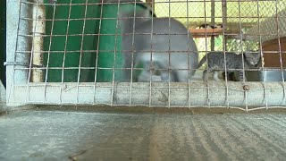 29 Cats lacerated at animal shelter