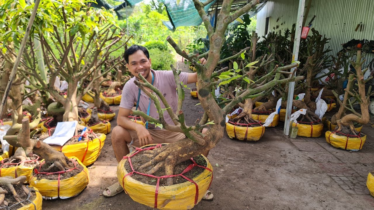 Mai vàng khủng đẹp bán tết ngày 14/2/2026 (27 tết) | Trí 0363579057