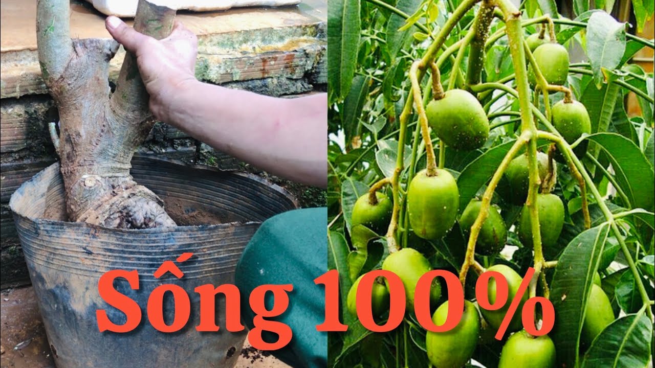 Tập 177/Ươm trồng cành cóc,cây cóc sống 100%