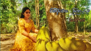 JACKFRUIT cutting & cooking | Sri Lankan Traditional jackfruit curry |Kirikos |Village cooking 28