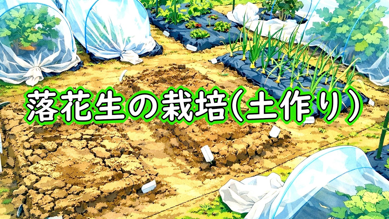落花生の有機栽培：土作り（落花生の種まき前の畝立て）- 落花生（ピーナッツ）の育て方