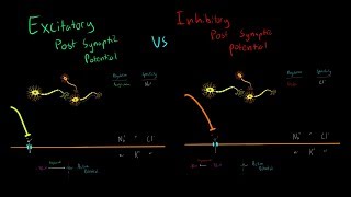 Excitatory vs Inhibitory Neurotransmitters and Post Synaptic Potentials Triggering Action Potentials