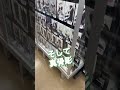 【ここは天国】仮面ライダーグッズの数がハンパない店にやってきたので今日もフィギュアを買ってきた #kamenrider #仮面ライダー #シン仮面ライダー #figure #shorts #short