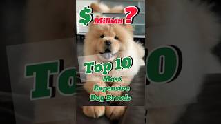 Top 10 Most Expensive Dog Breeds     #top10 #short #shorts #dog #doglover