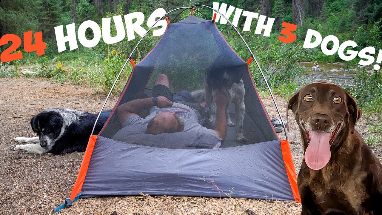 Camping with My Dogs for 24 Hours! - YouTube