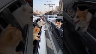 cat dog fight 🤣😂😂