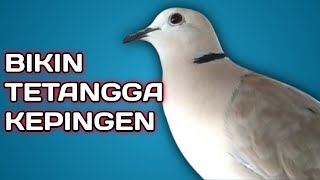 Download Lagu Suara Puter Pelung Remaja (Streptopelia Risoria) MP3 Download Lagu Suara Puter Pelung Remaja (Streptopelia Risoria) MP3