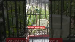 Download Mp3 cucak rantai super guru murai... Gudang lagu Download Mp3 cucak rantai super guru murai...