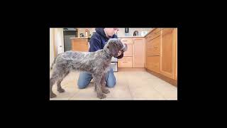 16 week old Novice Trick Dog Wirehaired Pointing Griffon puppy