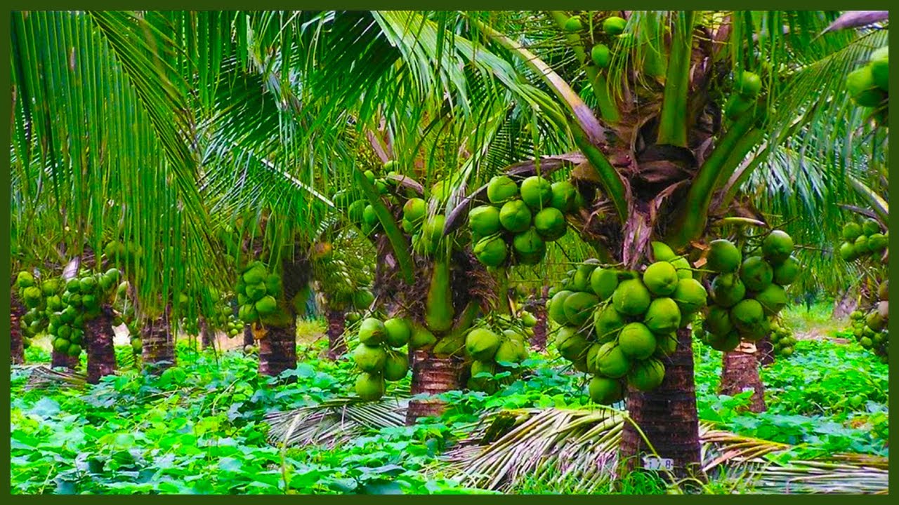 Coconut Cultivation Technology | Coconut Harvest | Coconut Processing ...