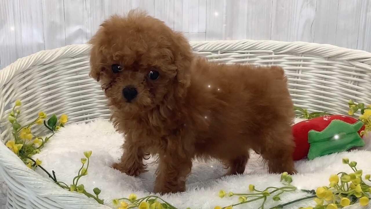 ☆受付☆トイプードル No.A トイプードル♂2602D0188 - YouTube