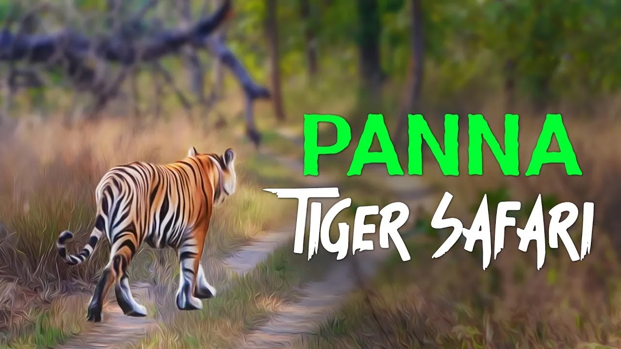 Ep 03 - Sudden Tiger Encounter at Panna Tiger Safari - 4K Video