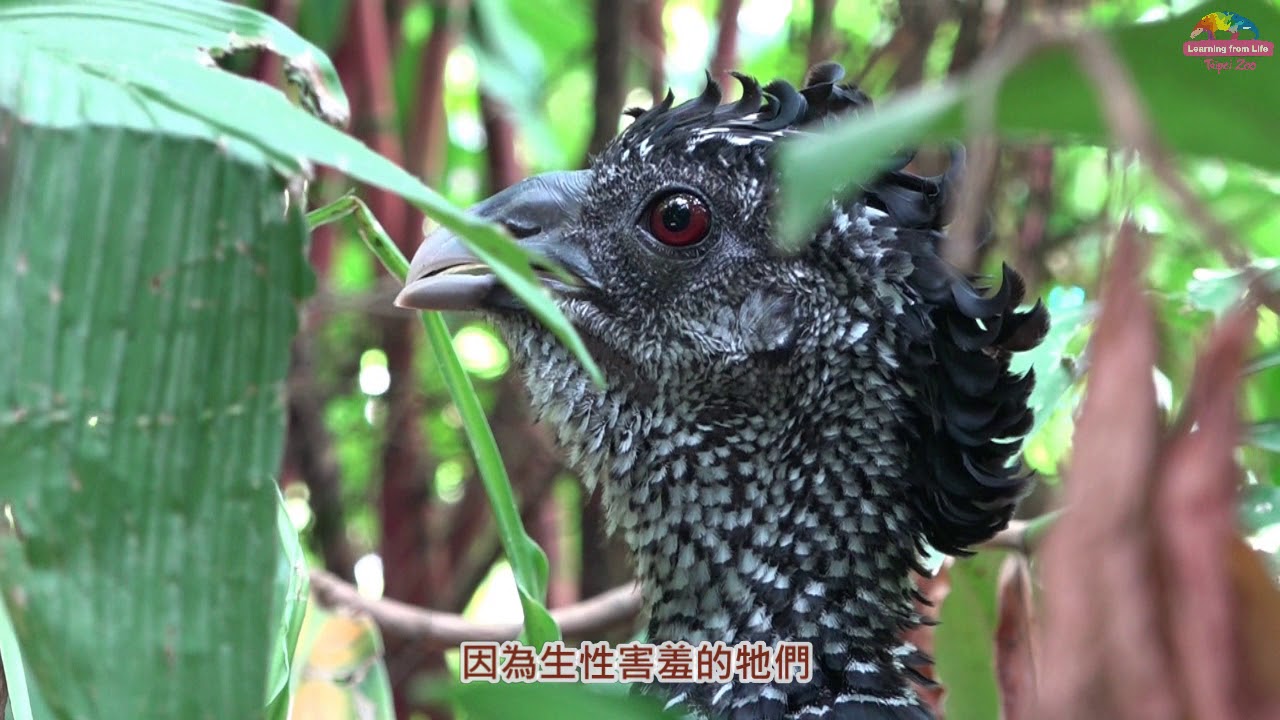 鳥室友熱衷串門子~保育員貼心送餐食