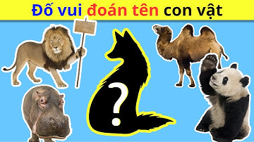Câu ĐỐ VUI về CÁC CON VẬT cho bé [P3] | Câu đố cho bé | Đố vui GIÁO DỤC TRẺ EM | Câu đố các con vật