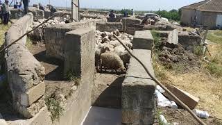 Купка овец. Сама ванна и процесс купания против кожных вредителей