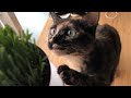 ねこくさー！【おしゃべりつむぎ編】