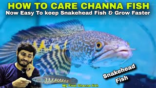 My First Channa fish, How to Care Snakehead Fish ,How to Grow Channa fish Faster secret formula