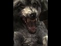 🐺COD Ghost Kill Wolf ! #gaming #callofduty #cod #codmw2season2 #gameplay #playstation #shorts