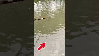 Amazing fishing ,, 😲😱 !!? Part-3661 #reels #viralreelsシ #foryouシ #fishing #fish Amazing fishing ,, 😲😱 !!? Part-3661 #reels #viralreelsシ #foryouシ #fishing #fish