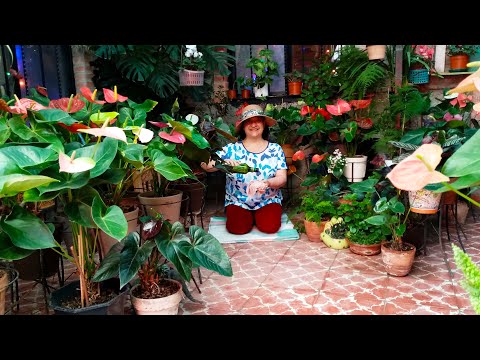 Video: Clefthoof - Una Planta De Hoja Perenne Inusual - Decorará Los Lugares Sombreados De Su Jardín