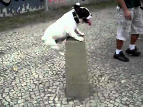 FRED SE DIVERTE PULANDO - MY FRENCH BULLDOG FRED E...