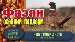 Охота в Астрахани. Подкармливаю фазана.