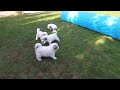 Pyrenäenberghundewelpen