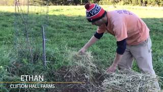Mulching Garlic Beds 101