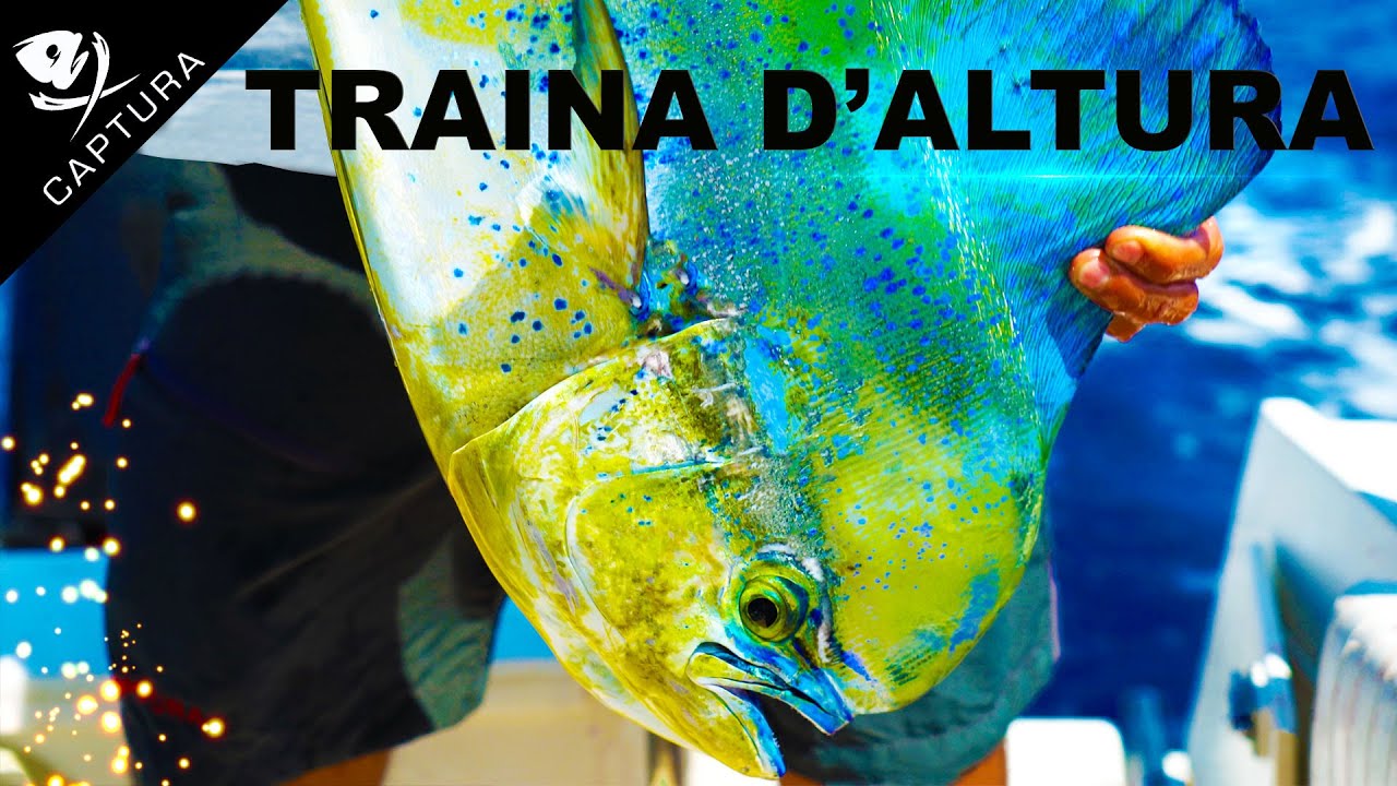 TRAINA D'ALTURA: tonno alalunga e lampuga